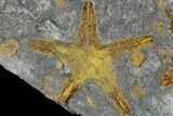 Starfish And Edrioasteroid Plate - Morocco #116850-1